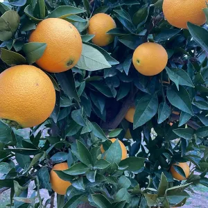 Portakal 3